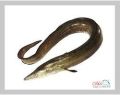 Mor Aqua conger eel fish