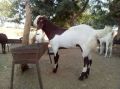 Goat Contract Farming