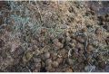 Organic Compost Manure Fertilizer