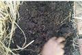 Plant Growth Compost Fertilizer