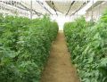 Organic Multi Layer Farming