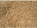 Raw Wheat Grain