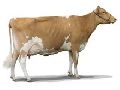 High Energy Cattle Feed