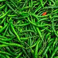 fresh green chilli