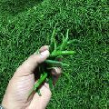 Grade Fresh Green Chilly