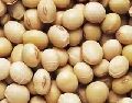 soybean seed