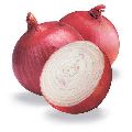 Fresh Natural Onion