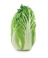 Fresh Napa Cabbage