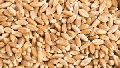 Long Grain Wheat Seeds