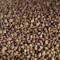 Buckwheat Seeds