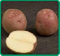 Lady Rosetta Potato