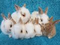 All Colours breed rabbits