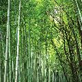 Pokal Bamboo Seeds