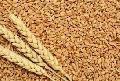 Natural Wheat Seeds