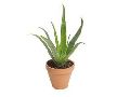 Herbal Aloe Vera Plant