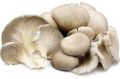 Oyster Button Mushroom