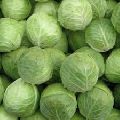 Fresh Natural Cabbage