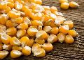 A Grade Yellow Corn Seeds