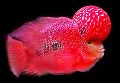 flower horn fish