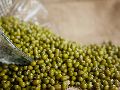 Processed Green Moong Dal