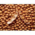 Hybrid Soybean Seeds