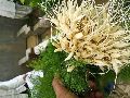 Organic Shatavari Plant