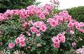 pink rose plant