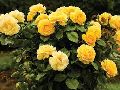 Yellow Rose Plant