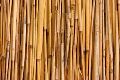 raw bamboo