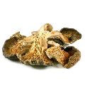 Dried Whole Oyster Mushroom