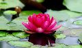 Lotus Floral Water