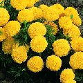 Marigold Yellow Flower