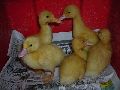 Sonali Chicks