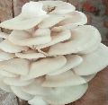 Annric fresh oyster mushroom