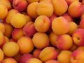 Organic Yellow Fresh Apricot