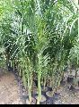 Green Areca Palm Plants
