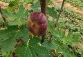 bellary  Fig  plant