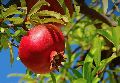 Tissue culture pomegranate plant