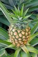 Fresh Pineapple