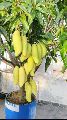 Baramasi Grafted Mango Plant