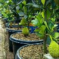 Dwarf Grafted Jack Fruit - Bonsai Plants Nursery
