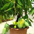 Dwarf Grafted Mango plants - Bonsai Plants Nursery