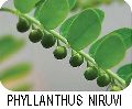 phyllanthus niruri extract
