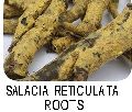 salacia reticulata Root