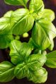 Organic Green Fresh Leaf Green italian basil