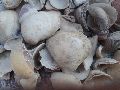 sea shells white