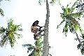 Coconut and Palm Tree Climber