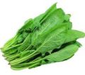 Fresh Natural Spinach Leaves