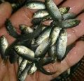 Koi Fish Seeds