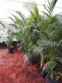 Air Purifier Indoor Areca Palm with Nursery Bag (10 x 10)